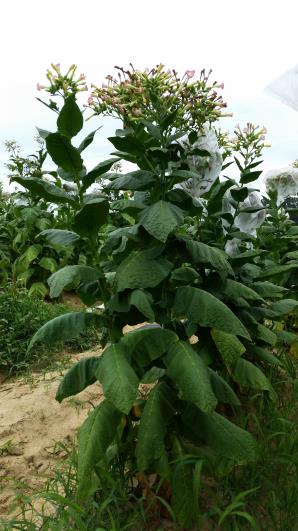 PLANT